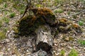 Abandoned tree stump in forest