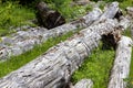 Abandoned tree trunks in forest