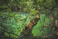 Abandoned tropical lake in jungle primeval forest Trees and snags are reflected in surface water.