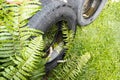 Abandoned tyre outdoor with still water from rain condusive place for aedes mosquito breeding. Selective focus on water.