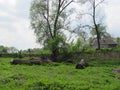 Abandoned Ukrainian house,spring garden, Springfields, country village spring, fences, village landskape