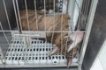 An abandoned or unwanted bull terrier in a cage at the dog pound, animal shelter or veterinarian clinic Royalty Free Stock Photo