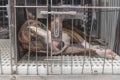 An abandoned or unwanted bull terrier in a cage at the dog pound, animal shelter or veterinarian clinic Royalty Free Stock Photo