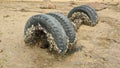 Abandoned vehicle tires buried in a beach