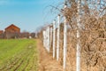 Abandoned vineyard Royalty Free Stock Photo