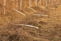 Abandoned vineyard Royalty Free Stock Photo