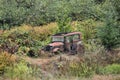 Abandoned Vintage Car Overgrown with Weeds Royalty Free Stock Photo