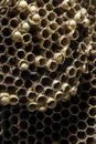 Abandoned Wasp hive cells macro shot