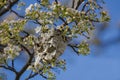 Abandoned Wasp Nest in Spring