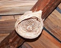 Abandoned wasp nest