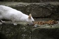 Abandoned white cat eating