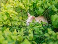 Abandoned white kitten with sadness eyes in the garden.