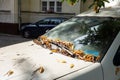 The abandoned white wreck car covered by fallen leaves