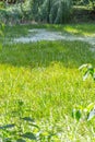 Small city pond with green duckweed