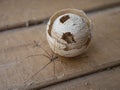 Abandoned wild wasp swarm beehive and a spider.