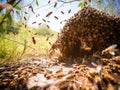 Abandoned wild wasp swarm beehive and a spider.