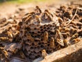 Abandoned wild wasp swarm beehive and a spider.