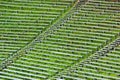 Abandoned wooden benches and bleachers in grass at old stadium Royalty Free Stock Photo