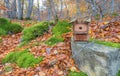 an abandoned wooden birdcage on a grey stone in the forest in a dark day of autumn with many yellow leaves on the ground, moss on