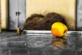 Abandoned yellow apple on the street Royalty Free Stock Photo