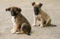 Abandonned puppies Royalty Free Stock Photo