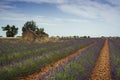 Abandonned stone shed in a lavender field Royalty Free Stock Photo