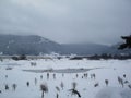 Abant Lake Frosty