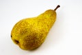 Abate Fetel, typical Italian pear Royalty Free Stock Photo