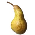 Abate Pear Royalty Free Stock Photo