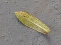 The abaxial face - ABET - or lower side of the leaf of the a sacred ixora plant on the ground. Leaf in senescence.