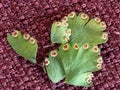 The abaxial face ABET or lower sides with spores of the flat heart-shaped lime green leaflet.