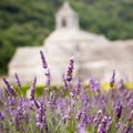 Abbaye de Senanque with lavender field, Provence