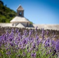 Abbaye de SÃÂ©nanque with blooming lavender field