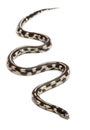 Abberant eastern kingsnake or common kingsnake Royalty Free Stock Photo