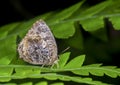 Abberant Oak Blue Butterfly pair at Garo Hills,Meghalaya,India Royalty Free Stock Photo