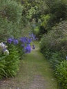 Abbey Gardens, Tresco, Isles of Scilly, England