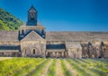 Abbey of Senanque and blooming rows lavender flowers. Gordes Royalty Free Stock Photo