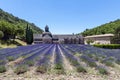 Abbey of Senanque and blooming rows lavender flowers. Royalty Free Stock Photo