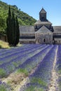 Abbey of Senanque and blooming rows lavender flowers. Royalty Free Stock Photo