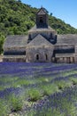 Abbey of Senanque and blooming rows lavender flowers. Royalty Free Stock Photo