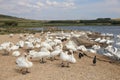 Abbotsbury Swannery , Dorset, UK Royalty Free Stock Photo