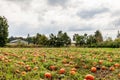 ABBOTSFORD, CANADA - September 07, 2019: Pumpkin patch Fresh pumpkins on a farm Willow View Farms