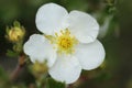 Abbotswood Flower