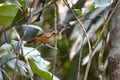 Abbott`s Babbler finding preys in jungle Royalty Free Stock Photo