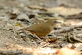 Abbott's Babbler (Trichastoma abbotti) Royalty Free Stock Photo