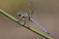 Abbott's Skimmer, Orthetrum abbotti Royalty Free Stock Photo