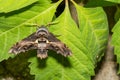Abbott\'s Sphinx Moth - Sphecodina abbottii Royalty Free Stock Photo