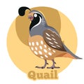 ABC Cartoon Quail