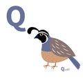 ABC english alphabet. Letter Q. Quail bird. Cute cartoon character. Flat design. . White background.