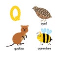 ABC letter Q funny kid icons set: quokka, quail, queen bee Royalty Free Stock Photo